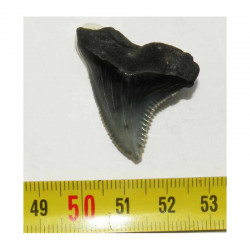 dent de requin Snaggletooth Hemipristis ( USA - 007 )