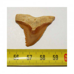 dent de requin Snaggletooth Hemipristis ( USA - 009 )