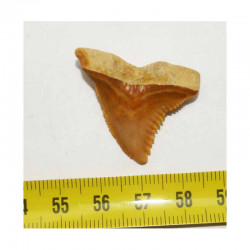 dent de requin Snaggletooth Hemipristis ( USA - 009 )
