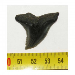 dent de requin Snaggletooth Hemipristis ( USA - 011 )