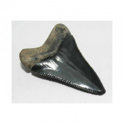 dent de requin Carcharodon carcharias ( 4.7 cm - 180 )