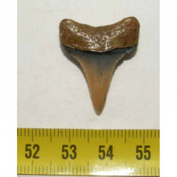 dent de requin Carcharodon carcharias ( 2.8 cm - 100 )