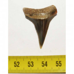 dent de requin Carcharodon carcharias (  3.2  cm - 121 )