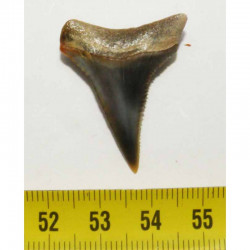 dent de requin Carcharodon carcharias (  3.2  cm - 121 )