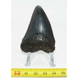 dent de requin Carcharodon carcharias ( 6.2 cm - 002 )