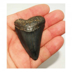 dent de requin Carcharodon carcharias ( 6.2 cm - 002 )