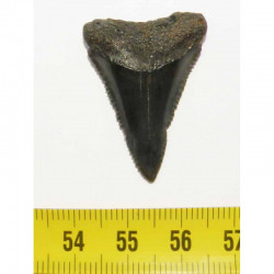 dent de requin Carcharodon carcharias (  3.2 cm - 034 )