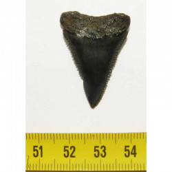 dent de requin Carcharodon carcharias (  3.2 cm - 034 )