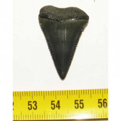 dent de requin Carcharodon carcharias (  3.2 cm - 036 )