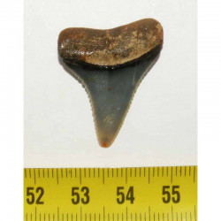 dent de requin Carcharodon carcharias (  3.0 cm - 037 )