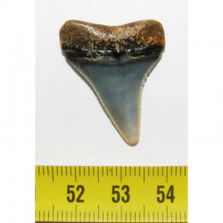 dent de requin Carcharodon carcharias (  3.0 cm - 037 )