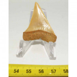 dent de requin Carcharodon carcharias (  4.2 cm - 042 )