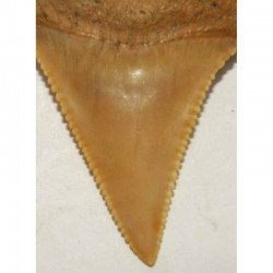 dent de requin Carcharodon carcharias (  4.2 cm - 042 )