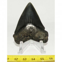 dent de requin Carcharodon carcharias (  6.3 cm - 176 )