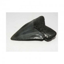 dent de requin Carcharodon carcharias (  6.3 cm - 176 )