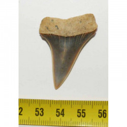 dent de requin Isurus hastalis (  3.9  cms - 090 )