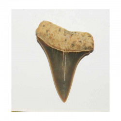 dent de requin Isurus hastalis (  3.9  cms - 090 )