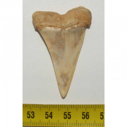 dent de requin Isurus hastalis (  4.9  cms - 087 )