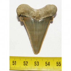 dent de requin Carcharocles auriculatus ( 4.7 cms - 015 )