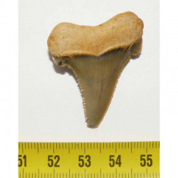 dent de requin Carcharocles auriculatus ( 3.9 cms - 016 )