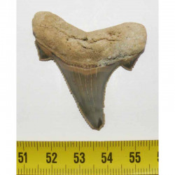 dent de requin Carcharocles auriculatus ( 4.7 cms - 017 )