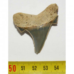 dent de requin Carcharocles auriculatus ( 4.7 cms - 017 )
