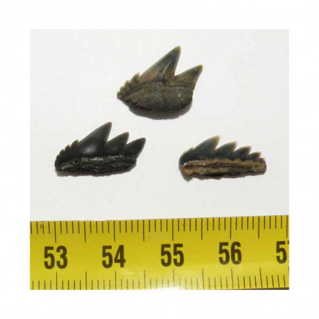 3 dents de requin Notorynchus primigenius ( Belgique  - 015 )