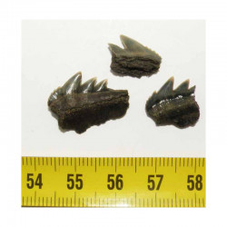 3 dents de requin Notorynchus primigenius ( Belgique  - 012)