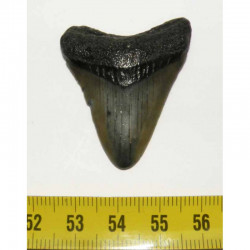 dent de requin Carcharodon megalodon ( 4.4 cms - 300 )