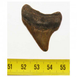 dent de requin Carcharodon megalodon ( 4.0 cms - 297 )