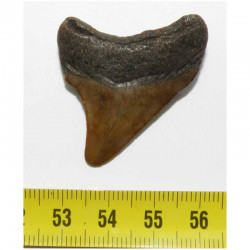dent de requin Carcharodon megalodon ( 4.0 cms - 297 )