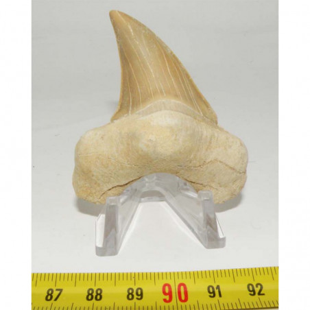 dent Fossile de requin Lamna Obliqua ( 6.6 cms - 024 )