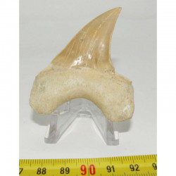 dent Fossile de requin Lamna Obliqua ( 6.6 cms - 024 )