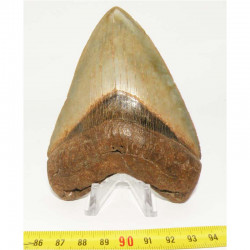 dent de requin Carcharodon megalodon ( 11.2 cms - 246 )