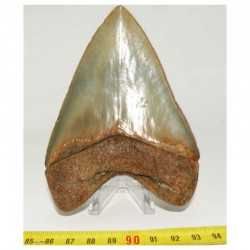 dent de requin Carcharodon megalodon ( 11.2 cms - 246 )