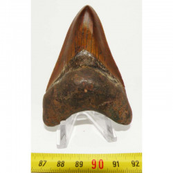 dent de requin Carcharodon megalodon ( 8.4 cms - 216 )
