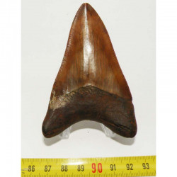 dent de requin Carcharodon megalodon ( 8.4 cms - 216 )