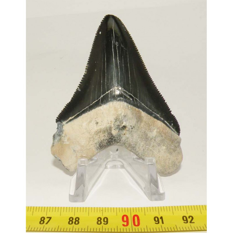 dent de requin Carcharodon megalodon ( 7.1 cms - 268 )
