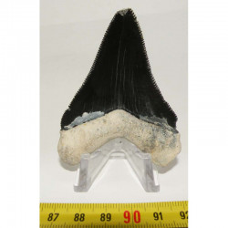 dent de requin Carcharodon megalodon ( 7.1 cms - 268 )