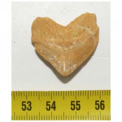 dent de requin Squalicorax Pristodontus ( 2.9 cms - 017 )
