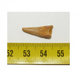 dent dinosaure Pterosaure - Maroc ( 1.8 cms - 010 )