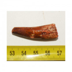 dent dinosaure Spinosaurus Aegypticus ( 3.9 cms  - 011 )