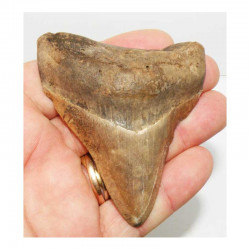 dent de requin Carcharodon megalodon ( 8.2 cms - 242 )