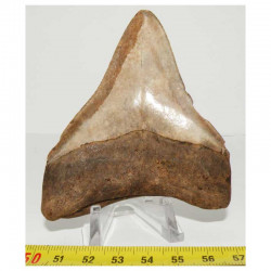 dent de requin Carcharodon megalodon ( 8.2 cms - 242 )