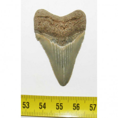 dent de requin Carcharocles chubutensis (4.8 cms - 043 )