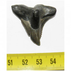 dent de requin Snaggletooth Hemipristis ( USA - 012 )