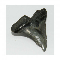 dent de requin Snaggletooth Hemipristis ( USA - 012 )