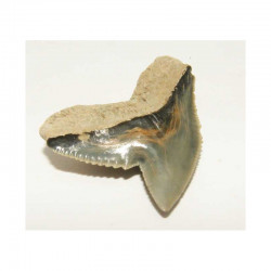 dent de requin Galeocerdo Cuvier ( USA - 016)