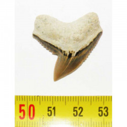 dent de requin Galeocerdo Cuvier ( USA - 033)