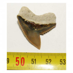 dent de requin Galeocerdo Cuvier ( USA - 033)